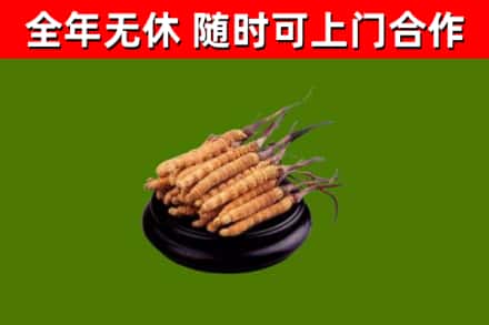 亭湖区回收冬虫夏草