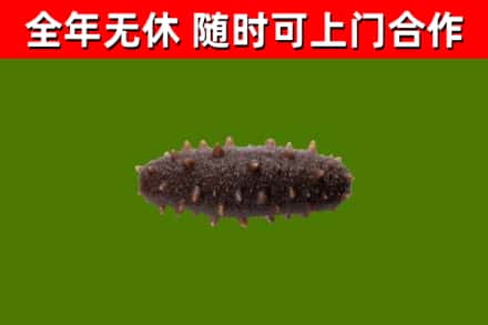 亭湖区回收海参干